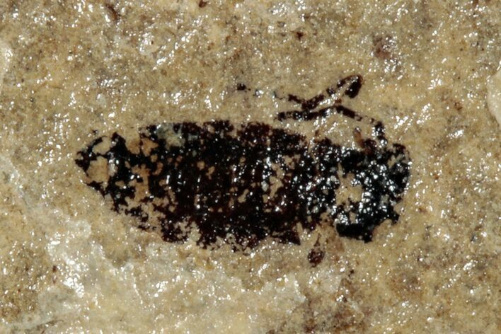 Fossil Fly (Plecia) - France #254304